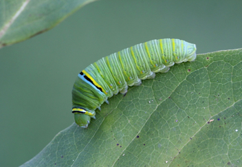 Zebra Swallowtail caterpillar